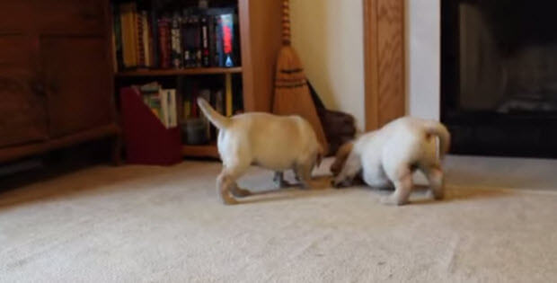 little-yellow-labrador_puppies_playing2