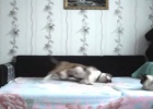 russian dog on bed