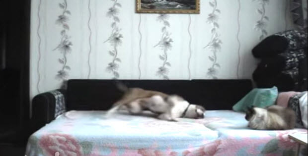 russian dog on bed