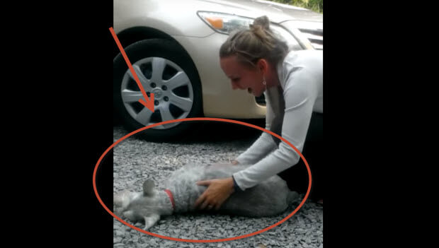 schnauzer reunited with owner passes-out