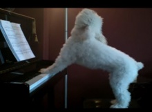 singing-piano-playing-dog
