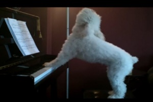 singing-piano-playing-dog