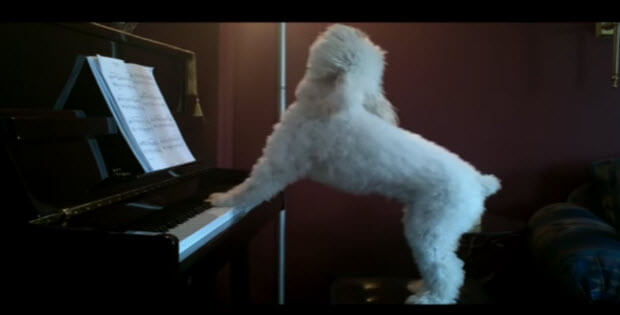 singing-piano-playing-dog