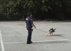 smartest-german-shepherd-dog