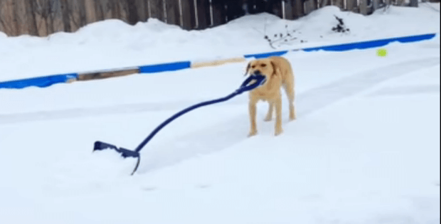 snow plowing dog