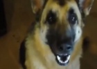 talking dog