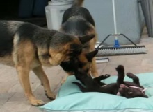 two german shephards and pup lab