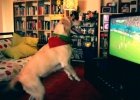white labrador dog watches soccer