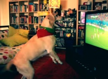 white labrador dog watches soccer