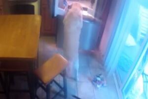 yellow lab goes to the fridge