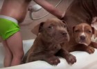 biggest bit bull's puppies
