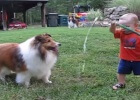 boy is playing with dog and water