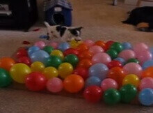dog popping balloons