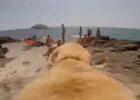 dog running towards the water