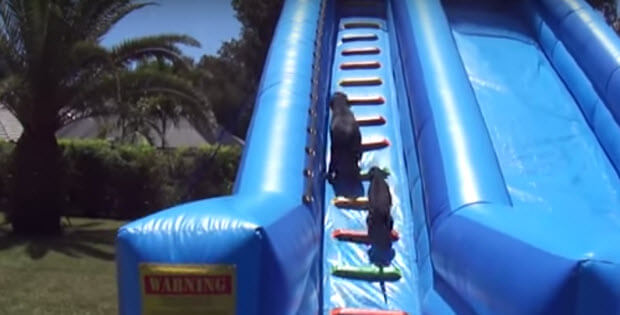 dogs on water slide