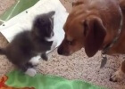 kitty and larger dog