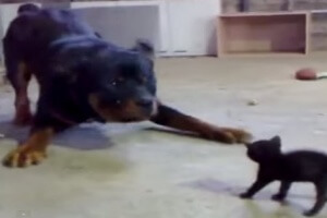 Huge Dog attacks small Kitten