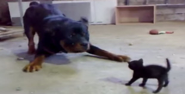 Huge Dog attacks small Kitten