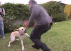 cesar milan rehabilitation of holy
