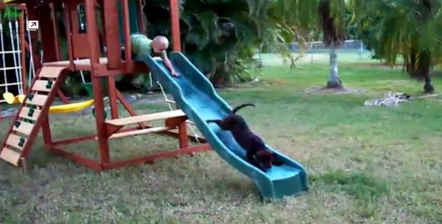 Puppies-going-down-the-slides1