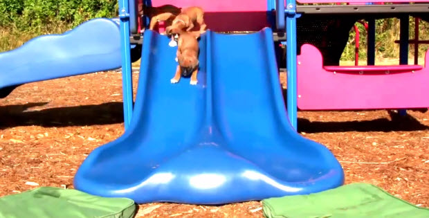 Puppies-going-down-the-slides2