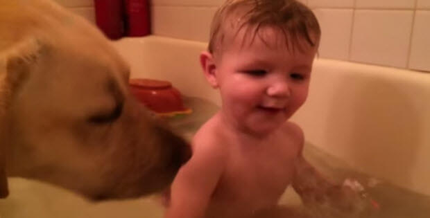 baby-yellow-labrador-taking-bath2