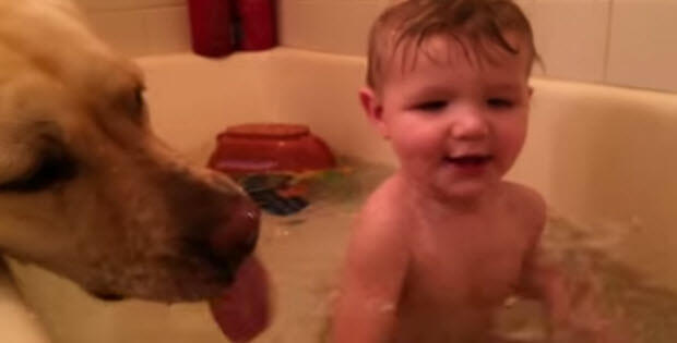 Lab baby taking bath together and enjoying it