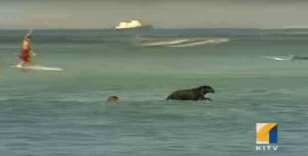 black-labrador-surfing-hawaii2
