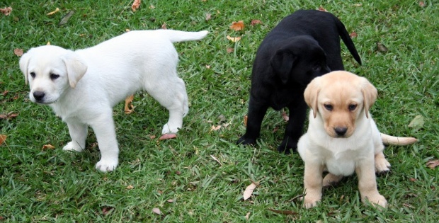 Labrador Puppies Playing