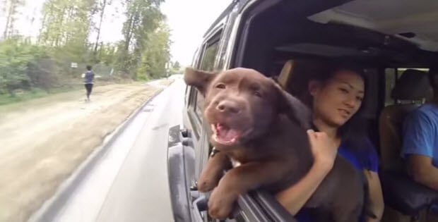 choc-lab-sticks-head-out-window3