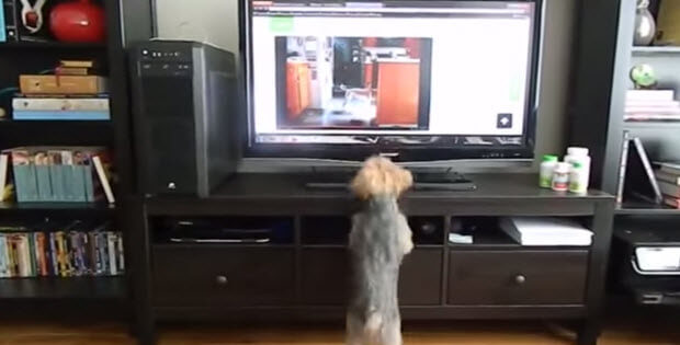 dog-jumping-infront-of-tv2