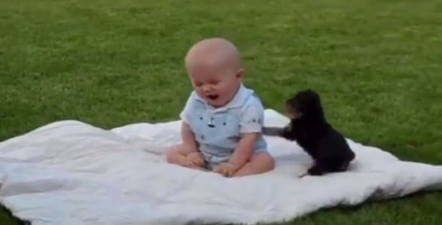 funny-videos-baby-dogs2