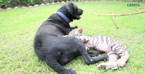 labrador-adapted-tiger-cub2