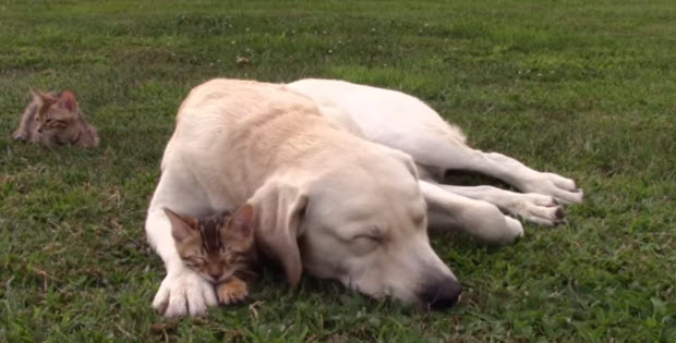 labrador-playing-with-kittens3