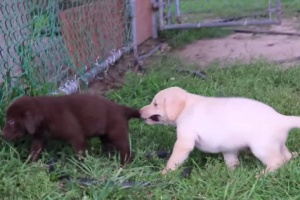 yellow black and brown labrador puppies playing