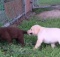 yellow black and brown labrador puppies playing
