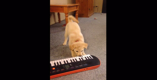 puppy-playing-piano1