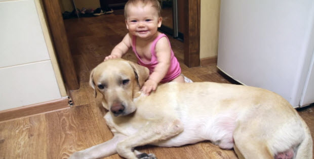 yellow-lab-playing-with-baby1