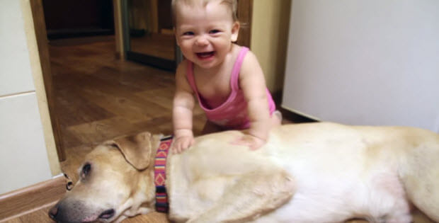 yellow-lab-playing-with-baby3