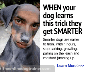 dog training for you