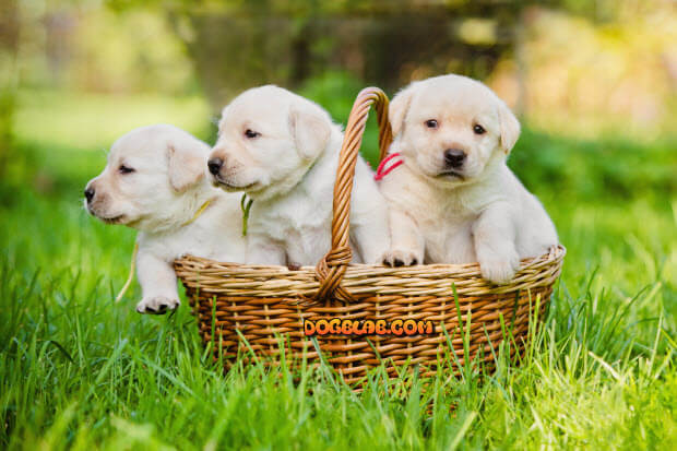 basket with puppies