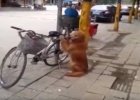 Dog Guards Bike