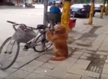 Dog Guards Bike