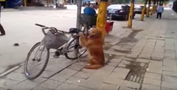 Dog Guards Bike