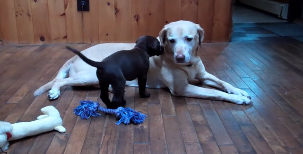 big-labrador-meet-small-labrador3