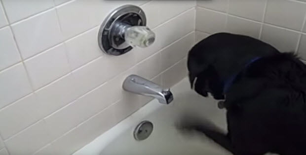black-labrador-is-playing-with-faucet2