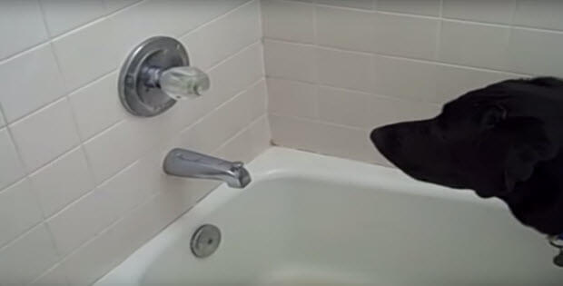 black-labrador-is-playing-with-faucet3