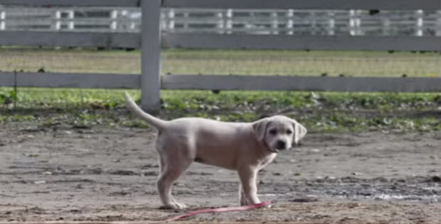 budweiser-commercial-puppy1