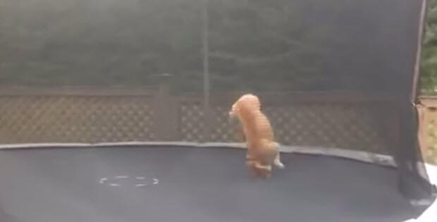 dog-on-trampolines2