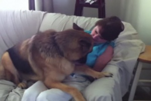 german shepherd is happy to reunite with his mom